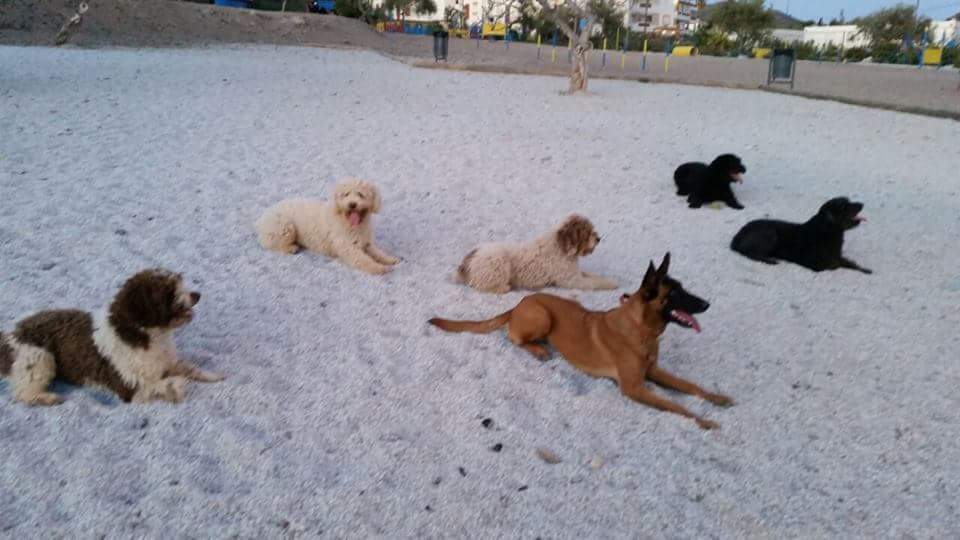 Sesión de Adiestramiento Básico