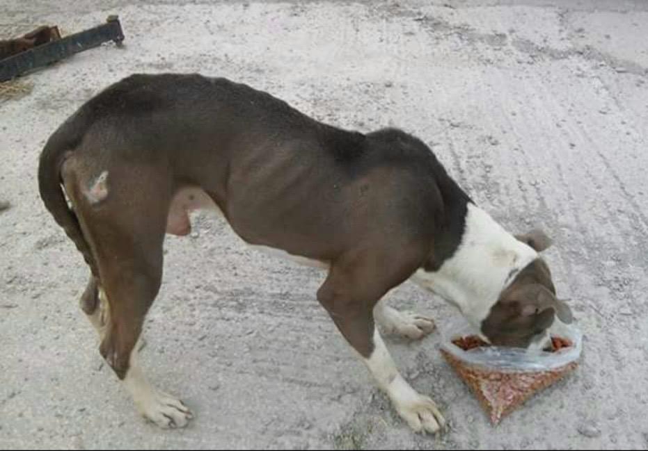 Perritos rescatados jugando