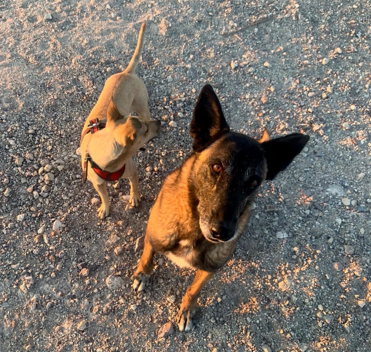 Perro feliz rescatado