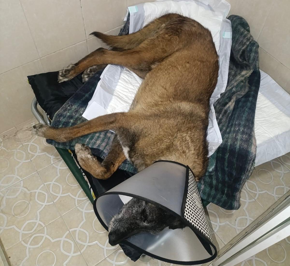Perro rescatado