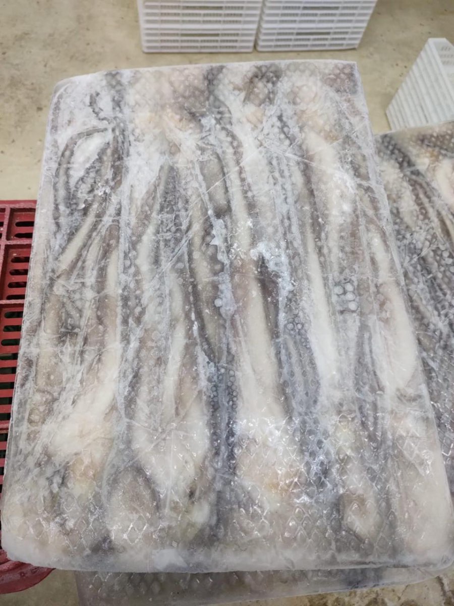Frozen Mayan Octopus