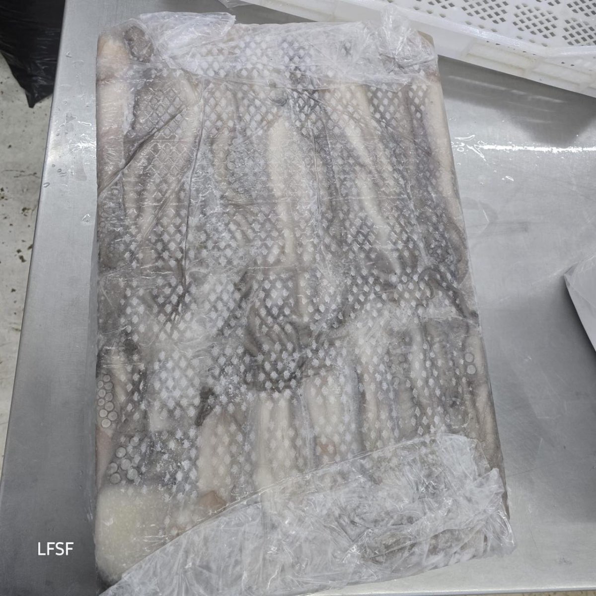 Frozen Mayan Octopus