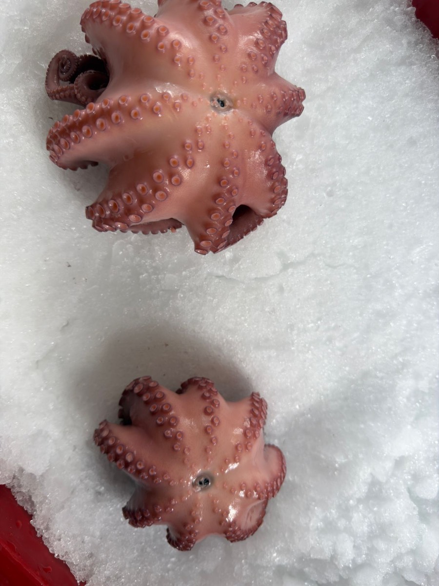 Precooked Mayan Octopus