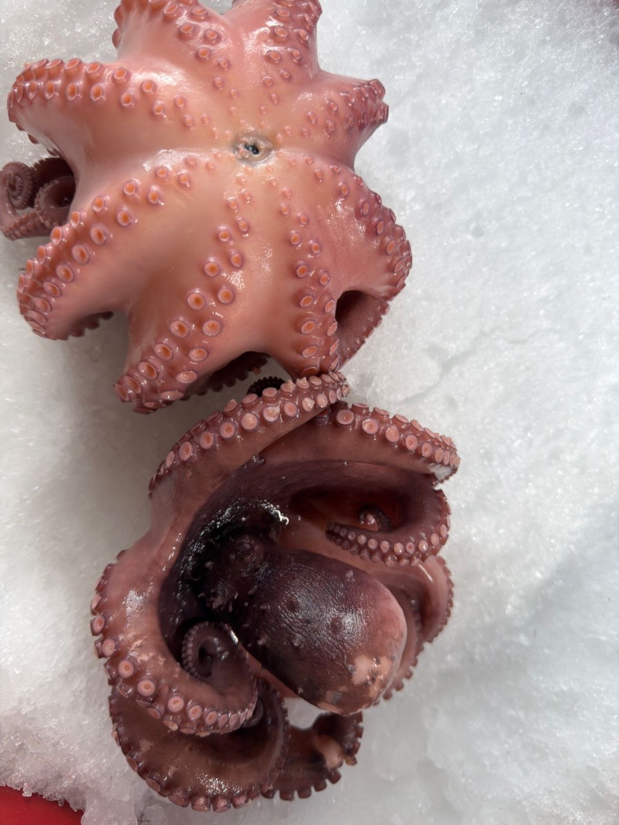 Precooked Mayan Octopus