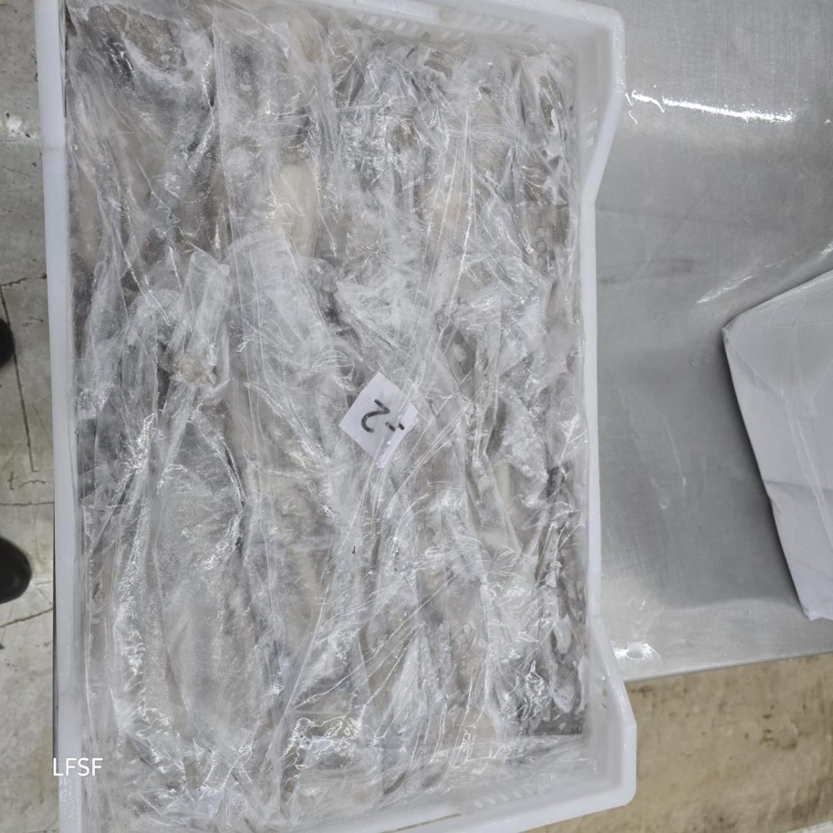 Frozen Mayan Octopus