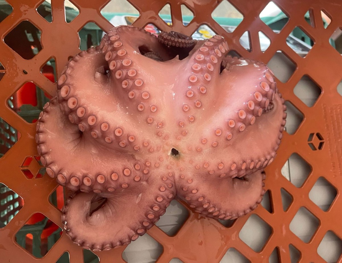 Precooked Mayan Octopus