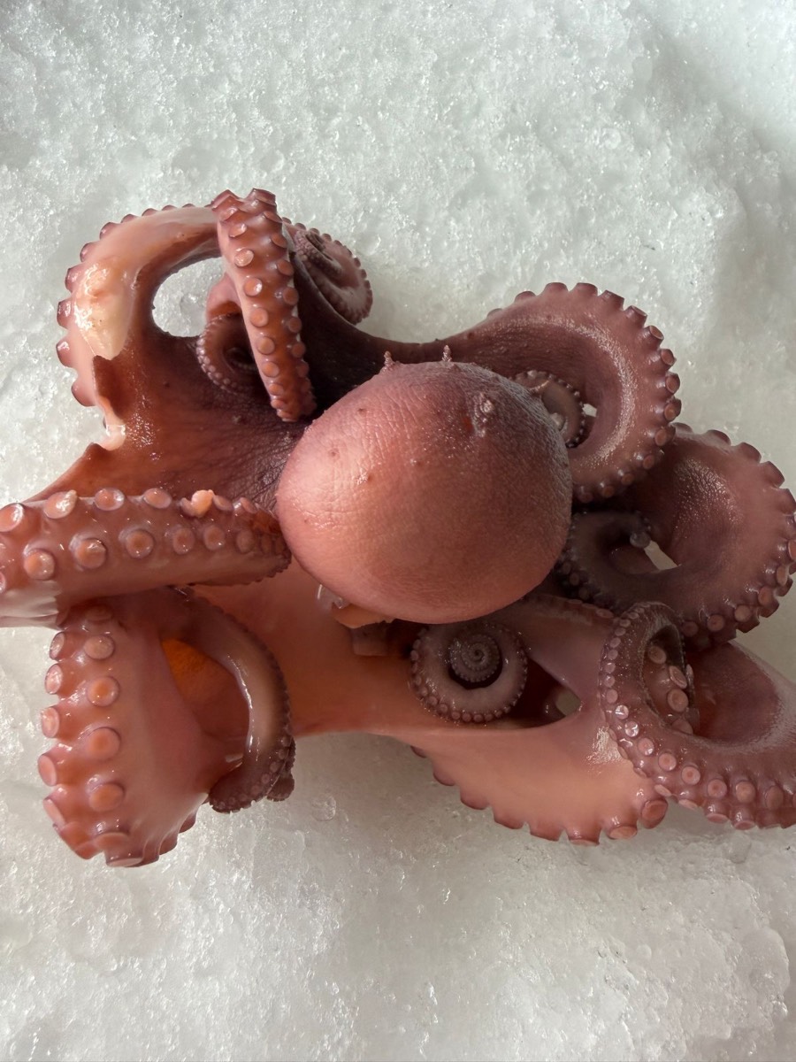 Precooked Mayan Octopus