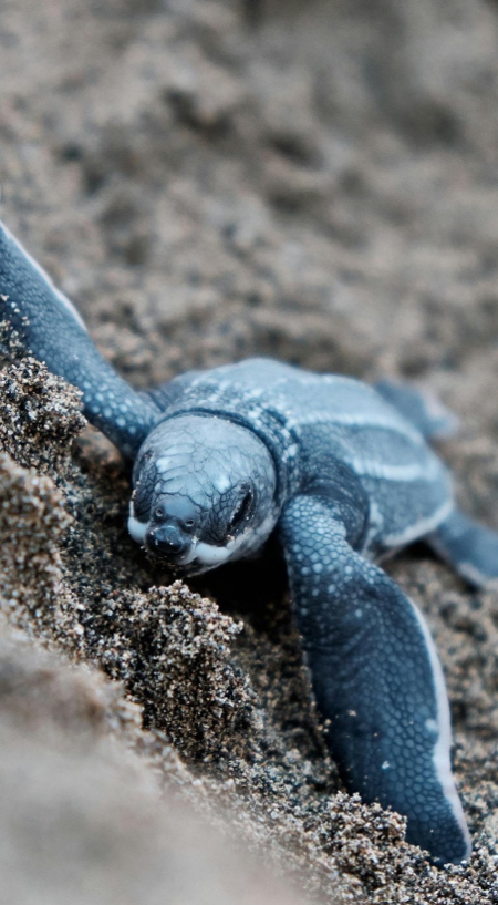 Baby sea turtle hatchling on Costa Rica beach - wildlife haven