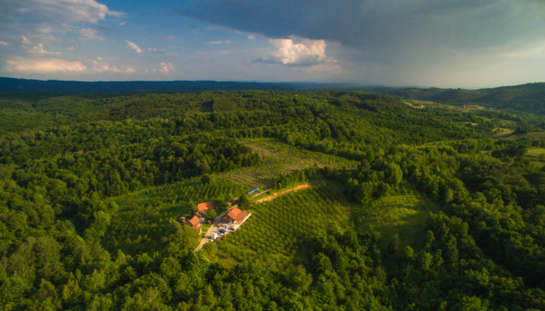Forest Yoga Retreat in Croatia