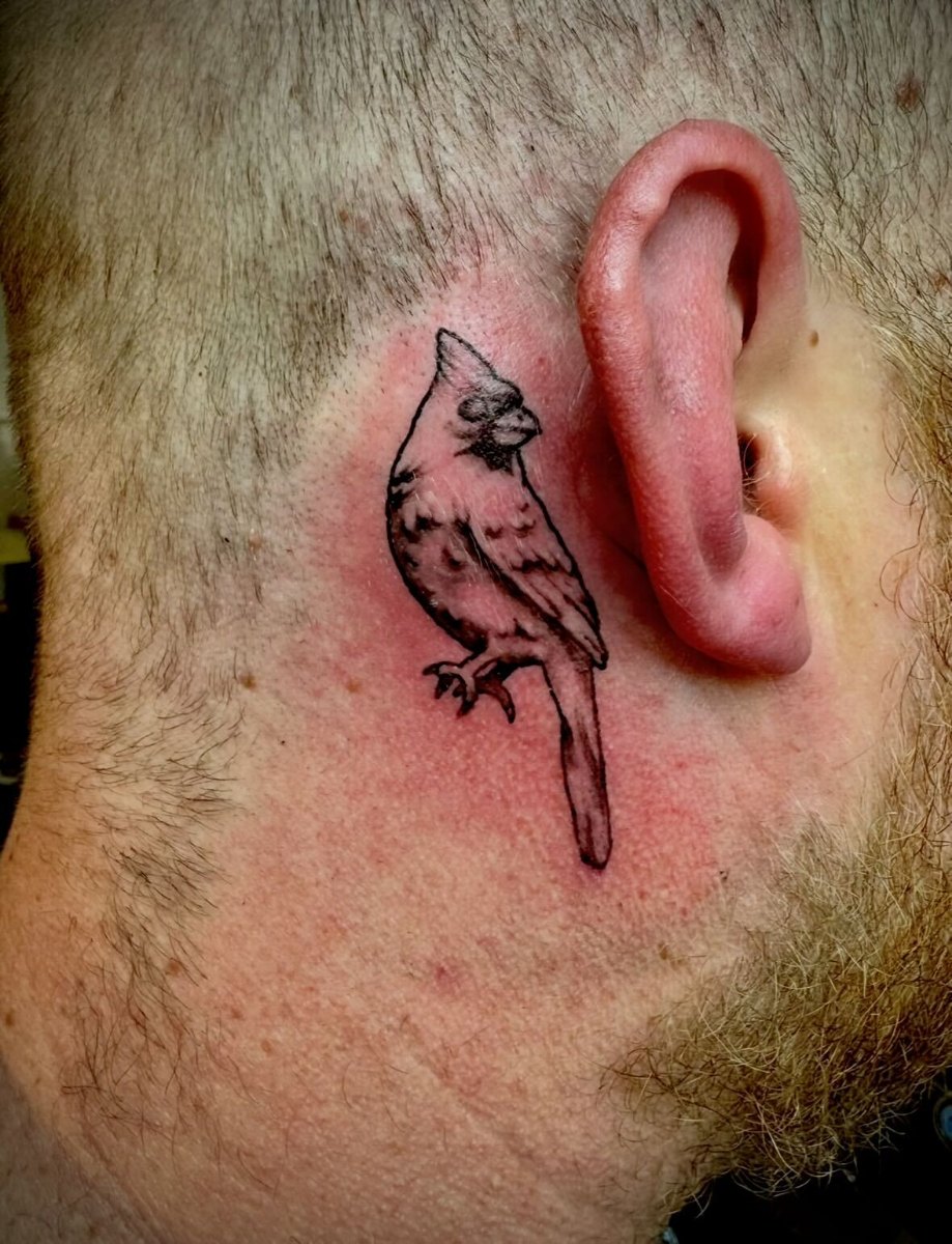 Cardinal bird behind ear placement