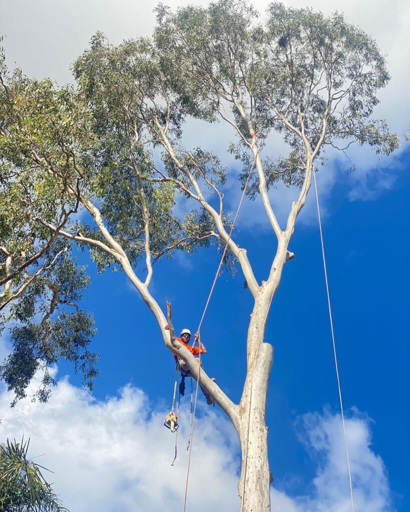Sydney Tree Cutting - Professional tree service