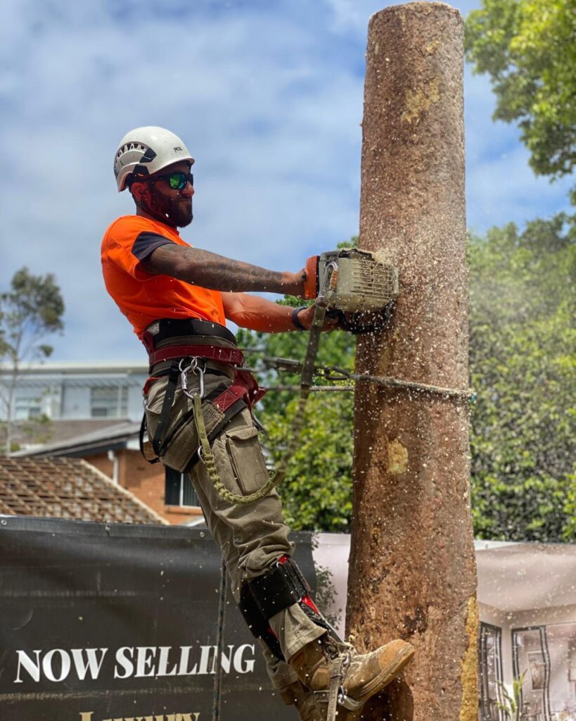 Sydney Tree Cutting - Arborist chainsaw work on tree trunk