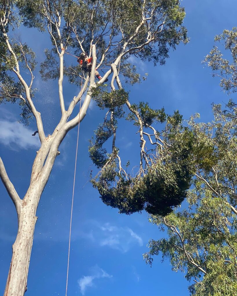 Sydney Tree Cutting - Tree work at height