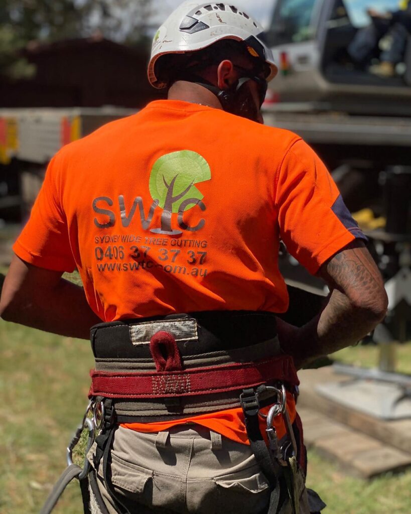 Sydney Tree Cutting - SWTC professional arborist