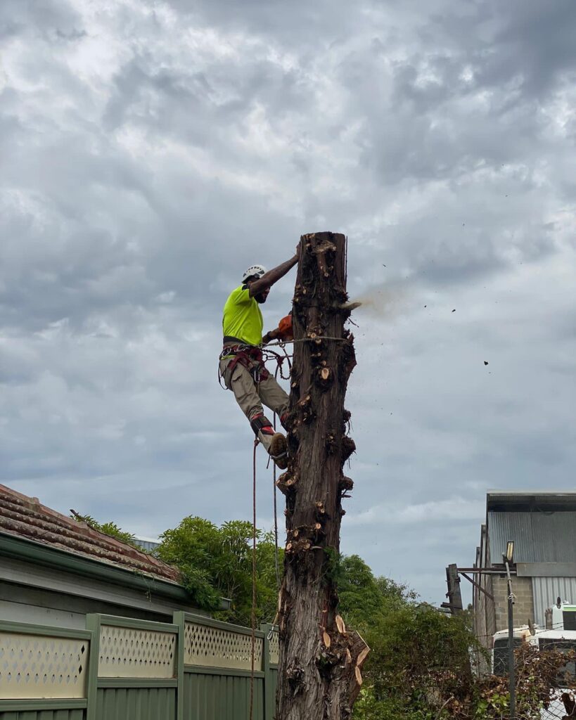 Sydney Tree Cutting - Professional arborist in full safety gear