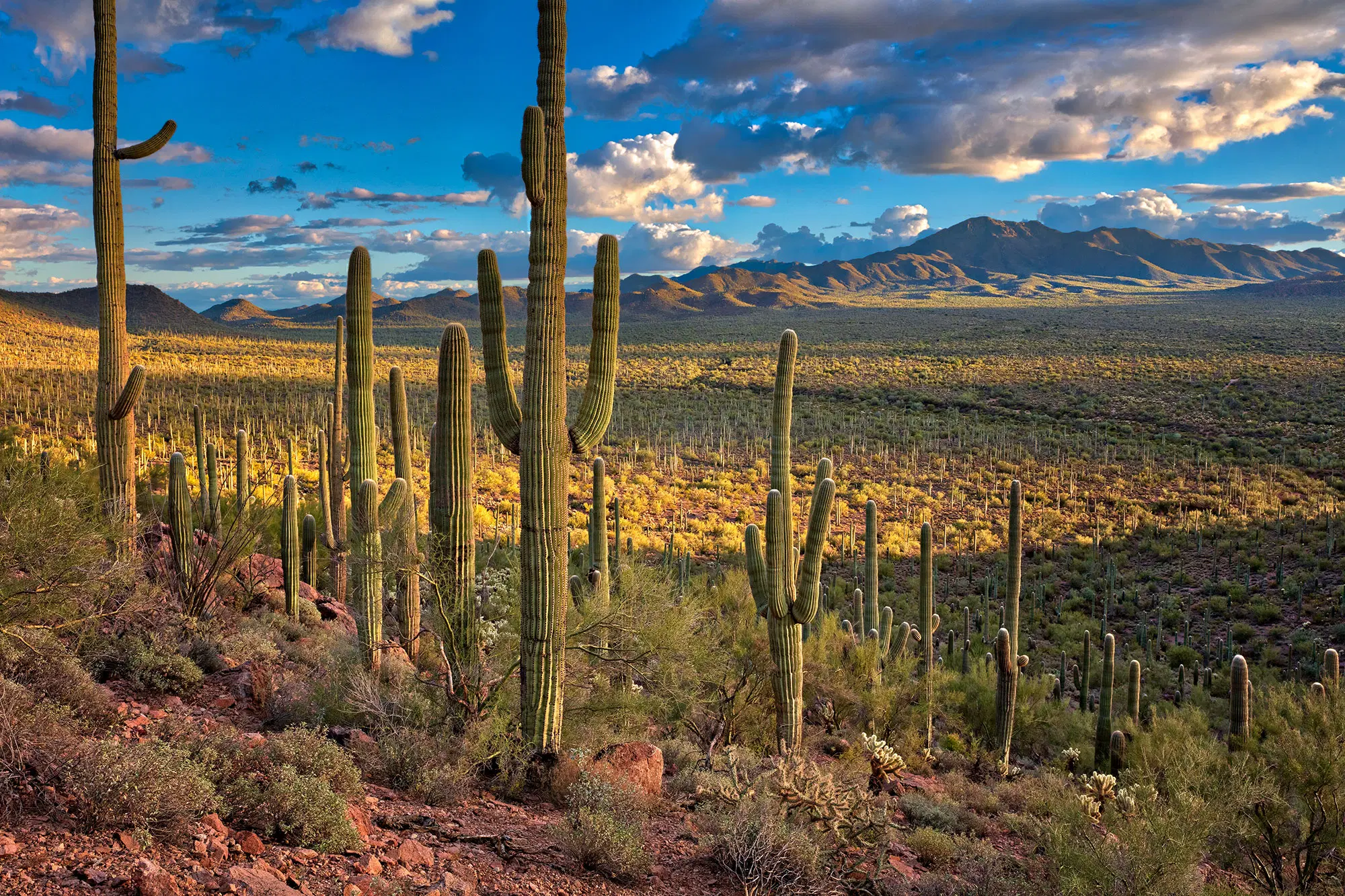 Saguaro National Park Arizona