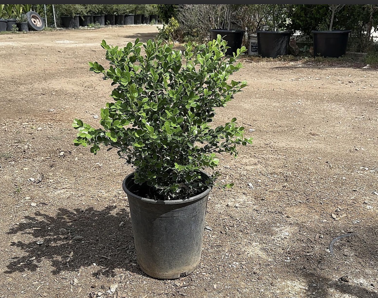 Japanese Boxwood