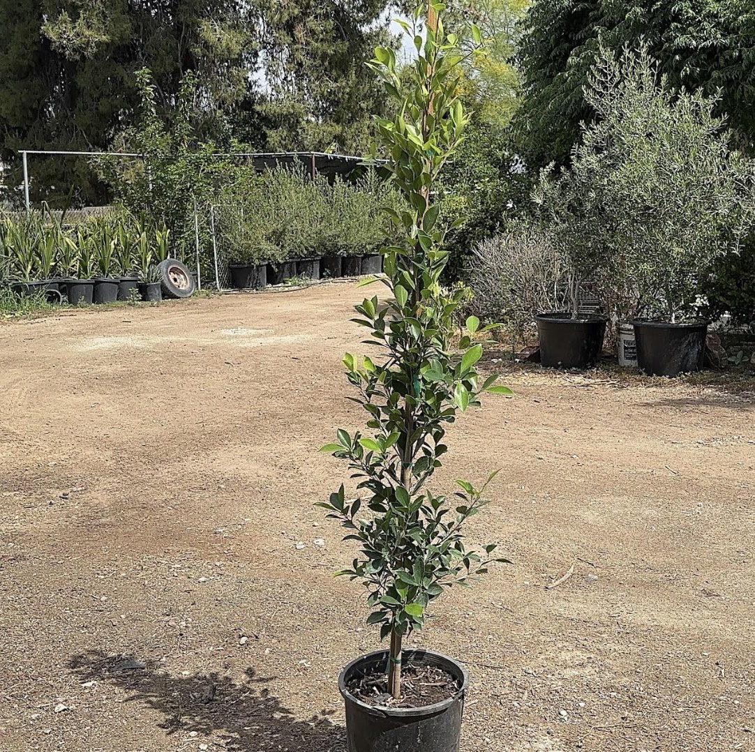 Indian Laurel