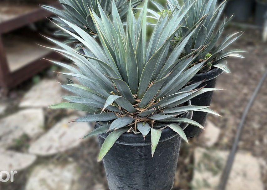 Blue Glow Agave