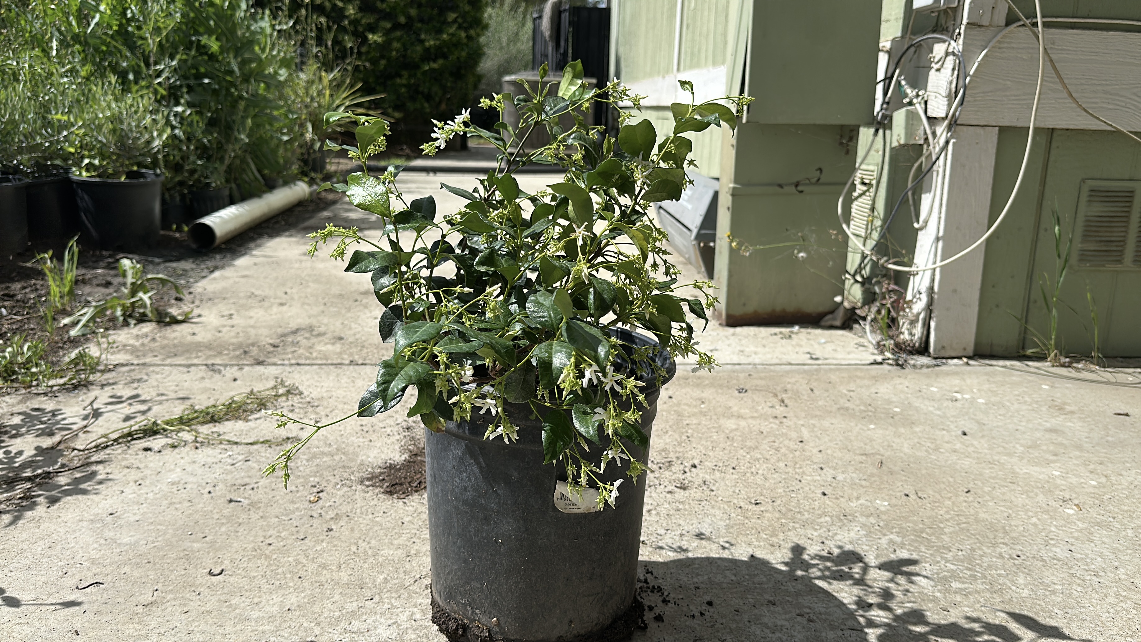 Colorful plant varieties