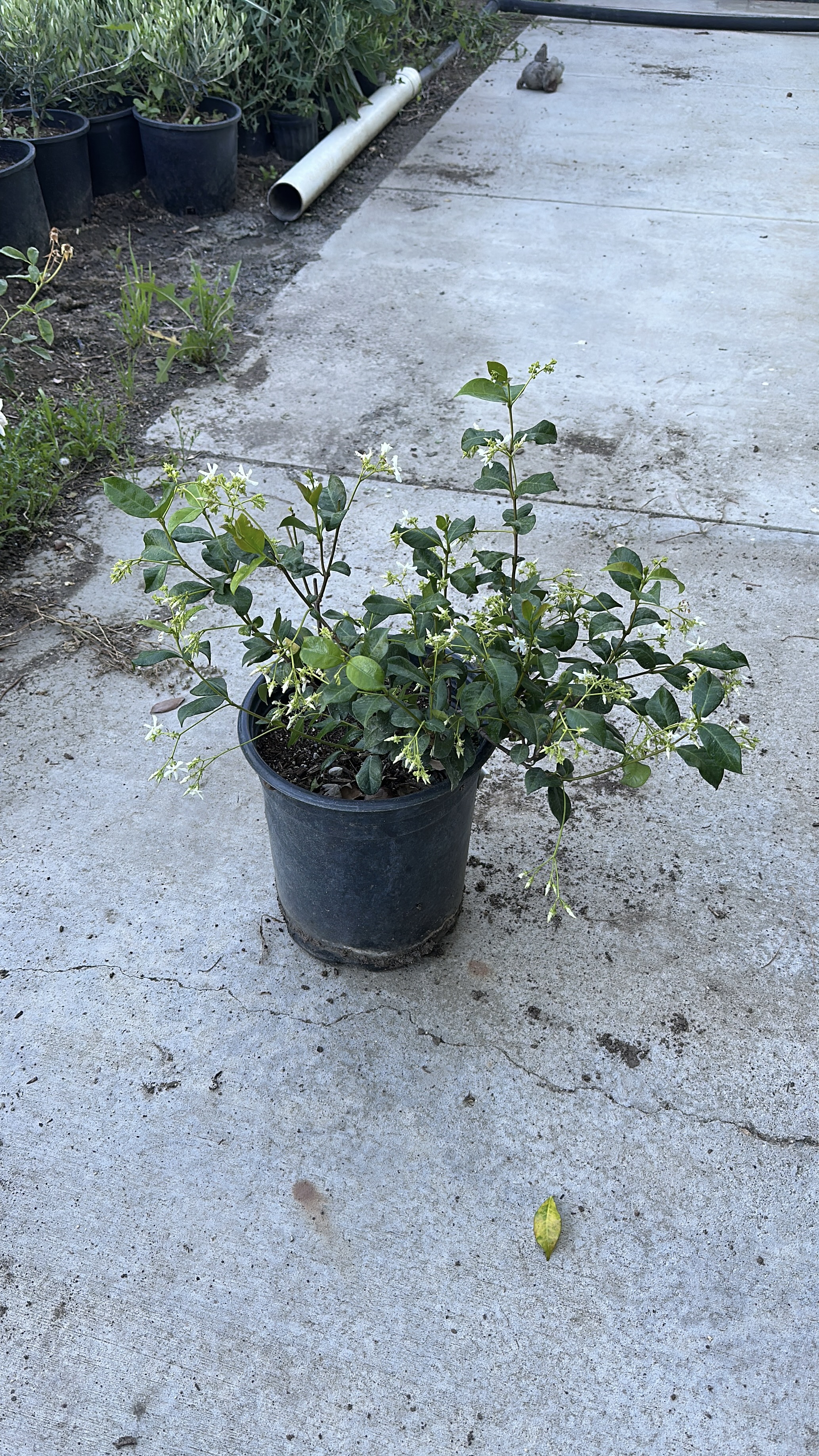 Star Jasmine