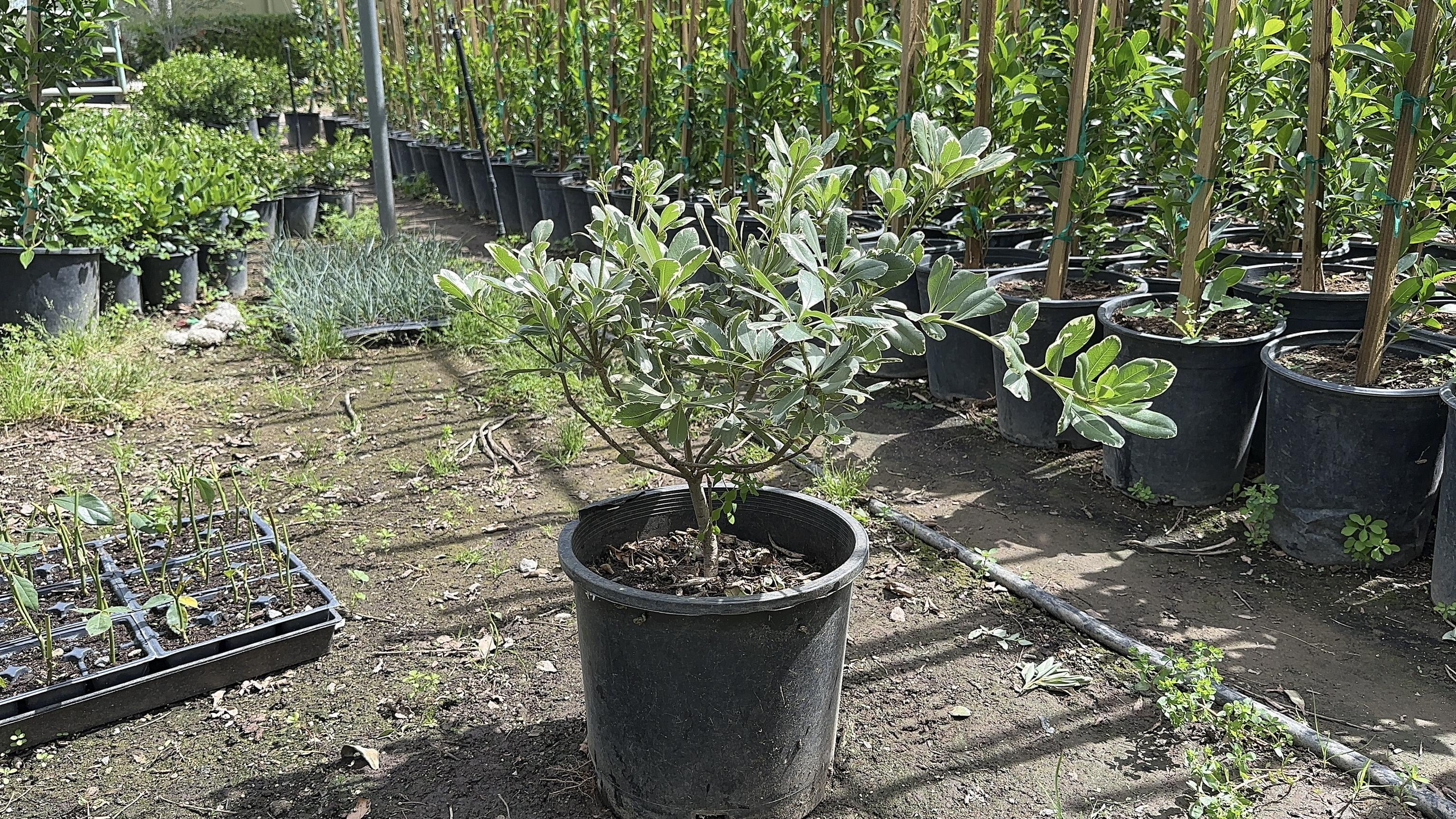 Shrubs