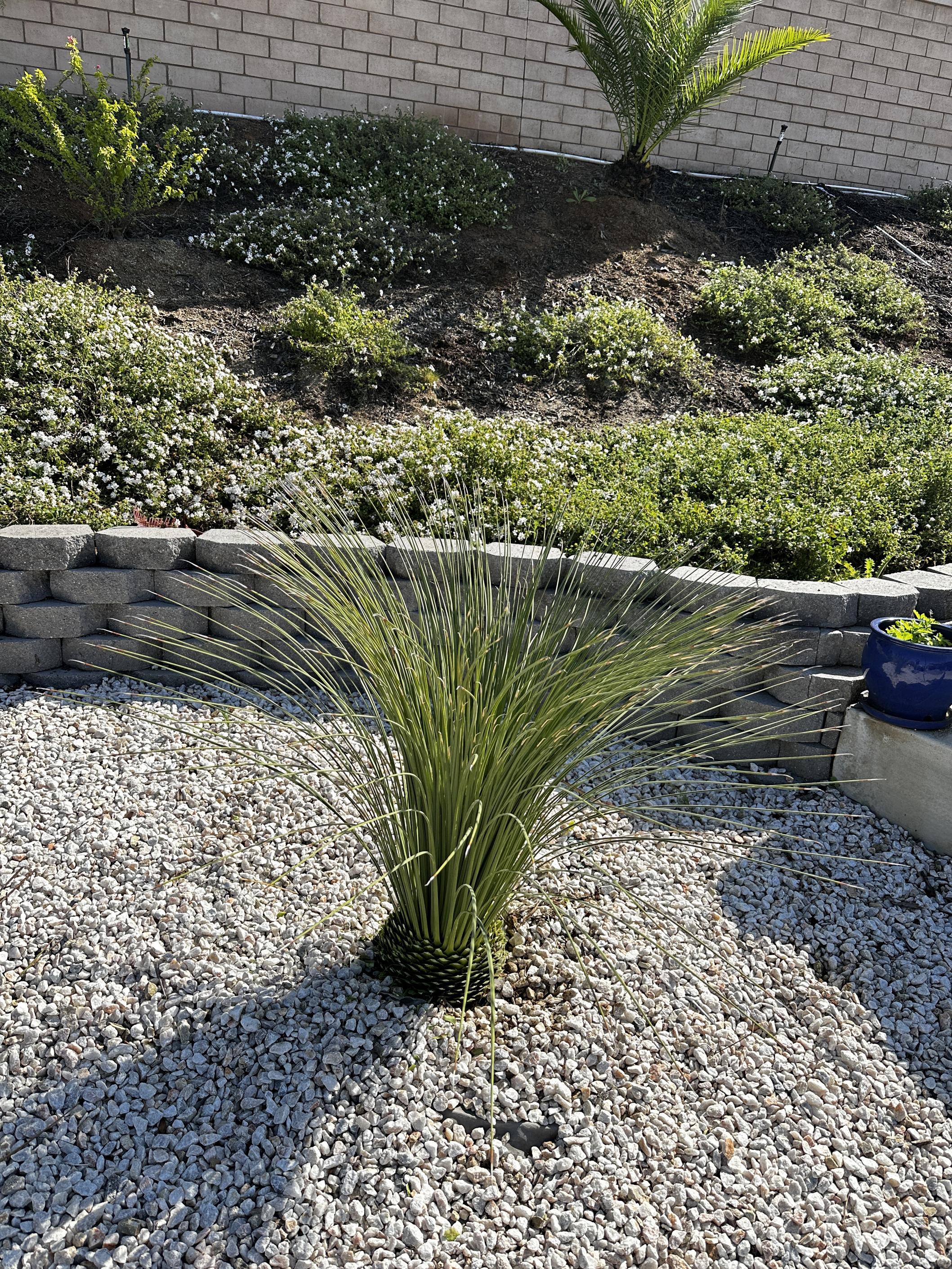 Plant Health Program