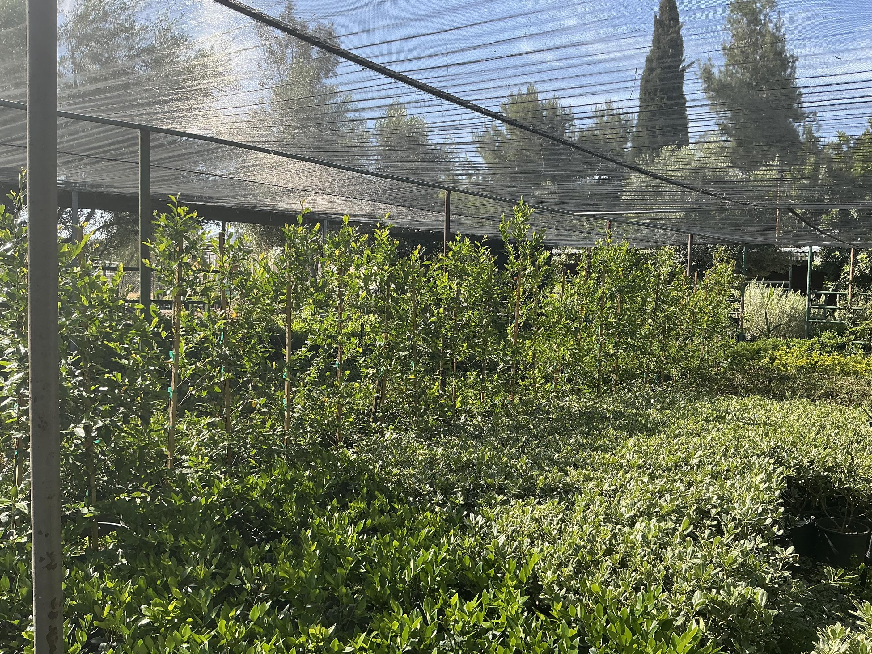 Marathon Nursery plants and shrubs