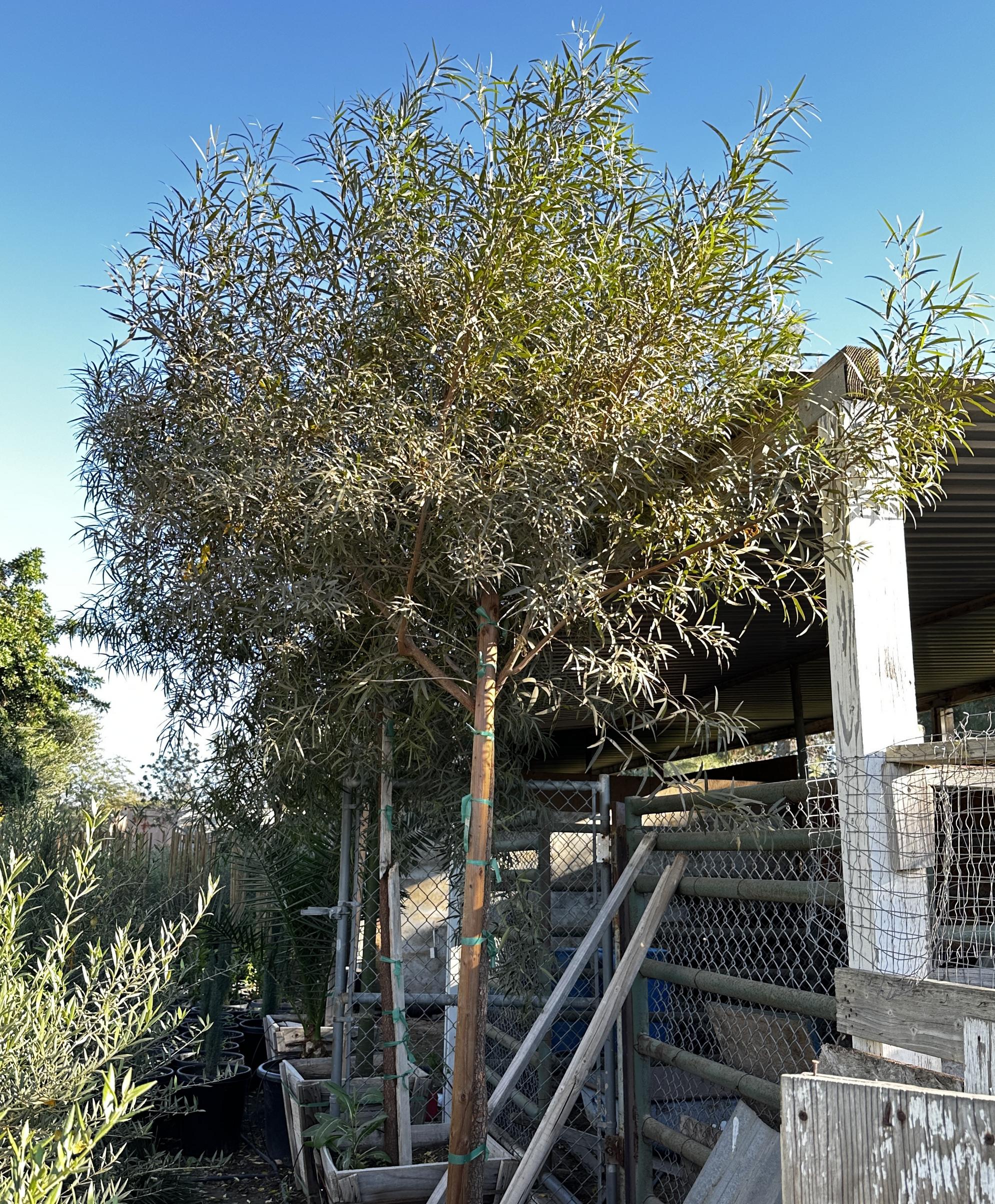 Curated Plant Selection