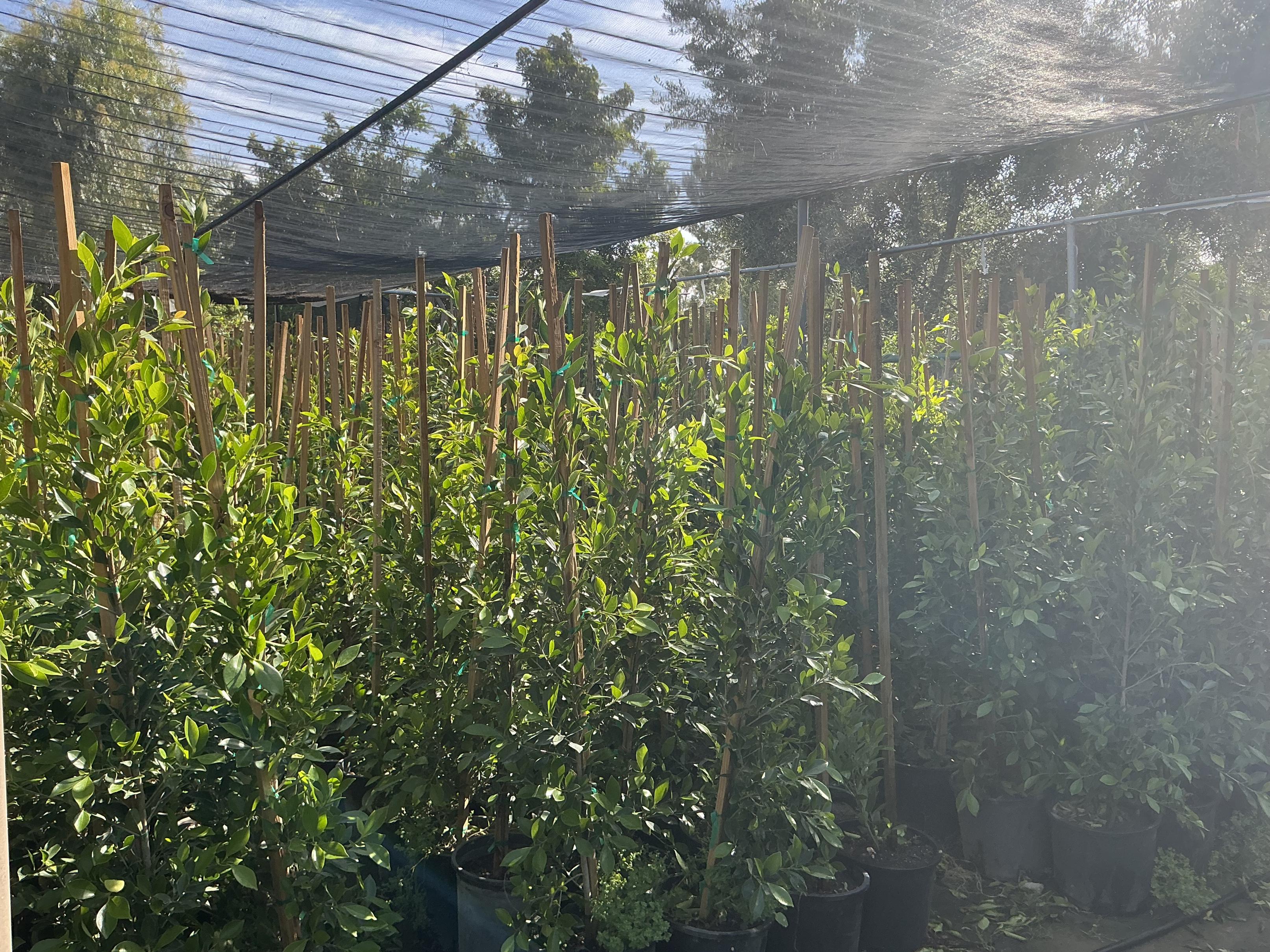 Landscaping
