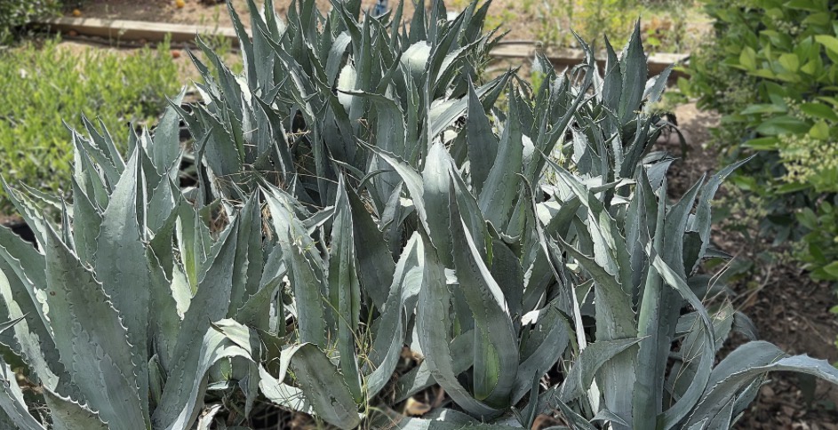 American Agave