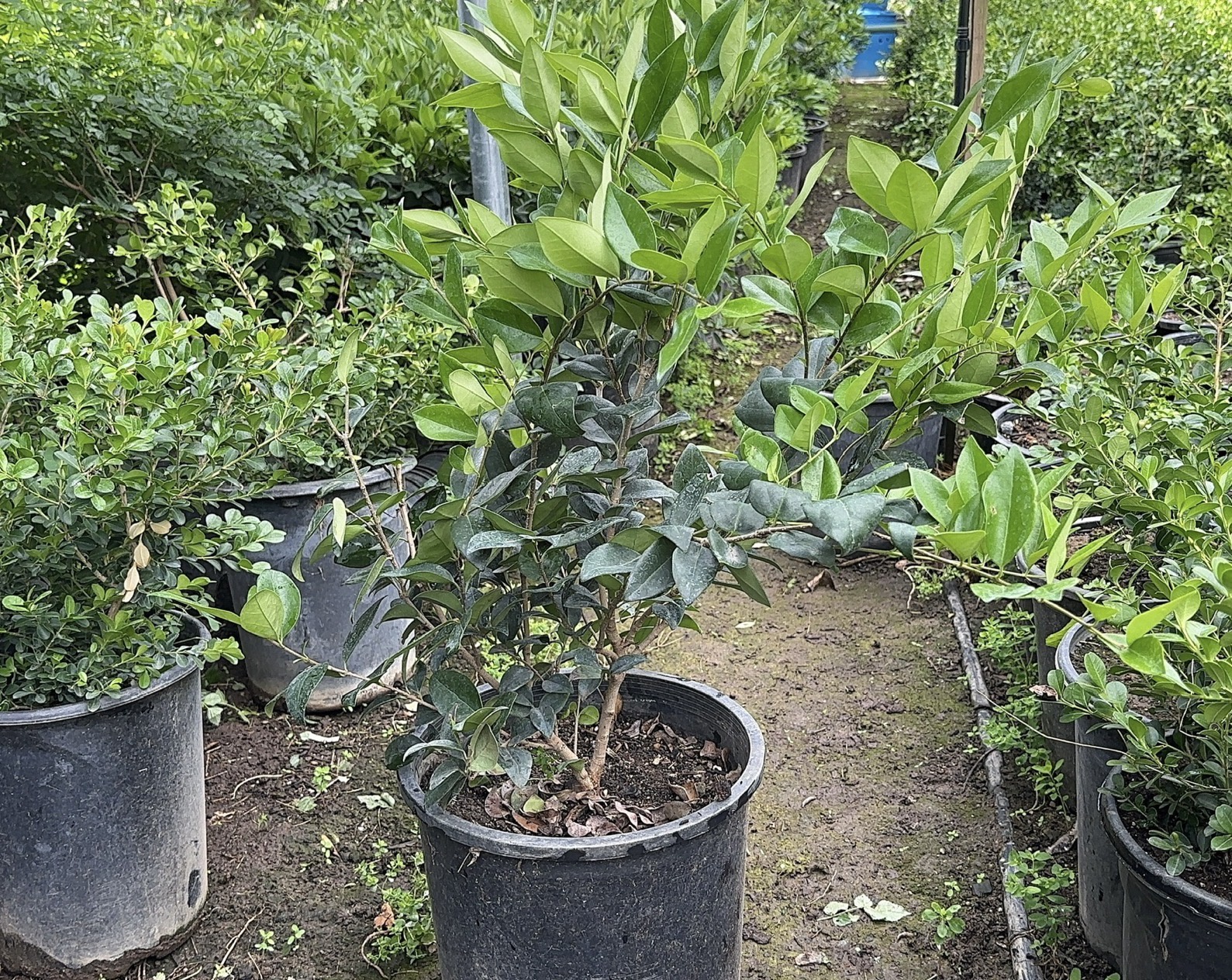 Texas Privet