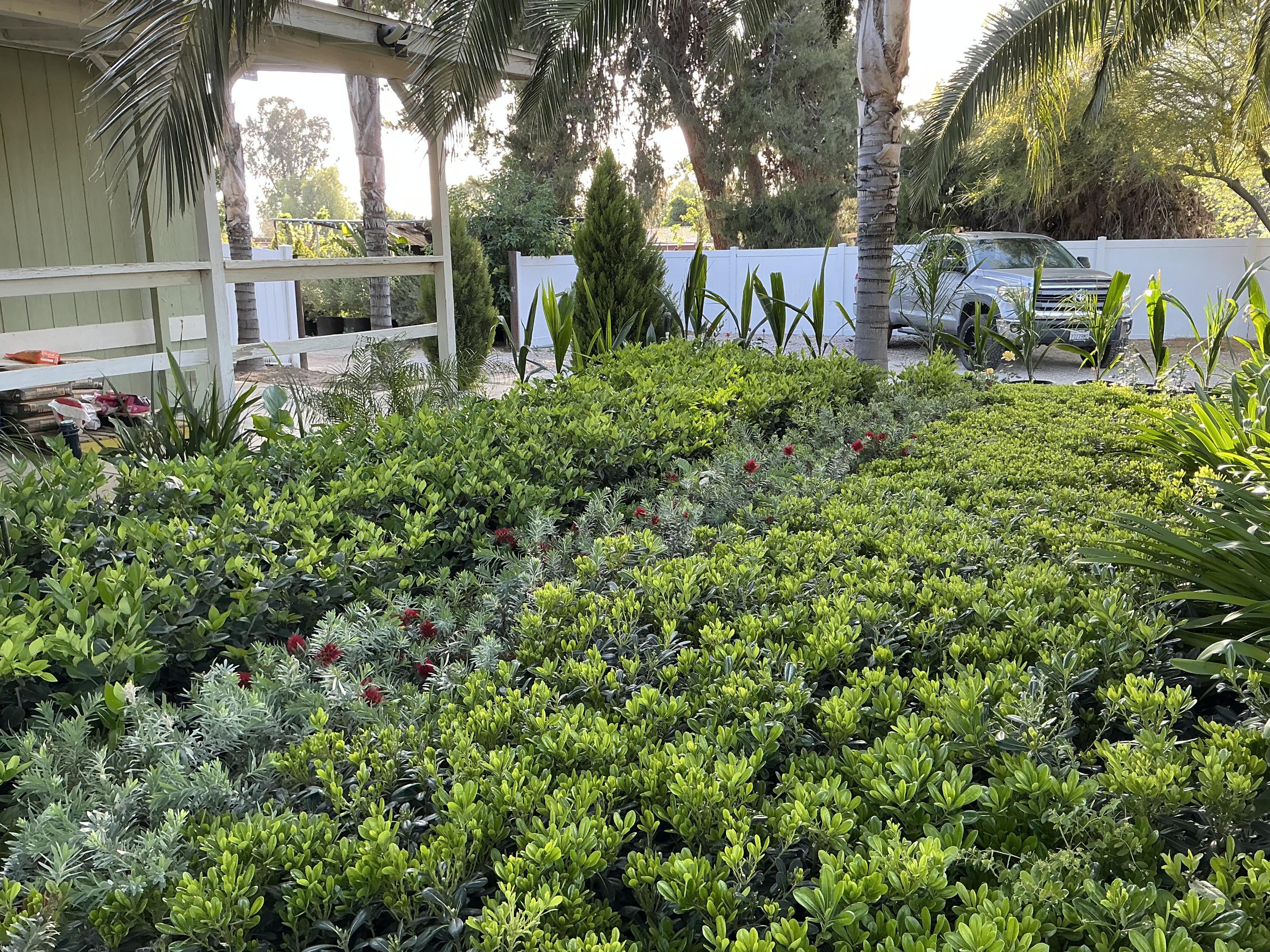 Premium Shrub Collection