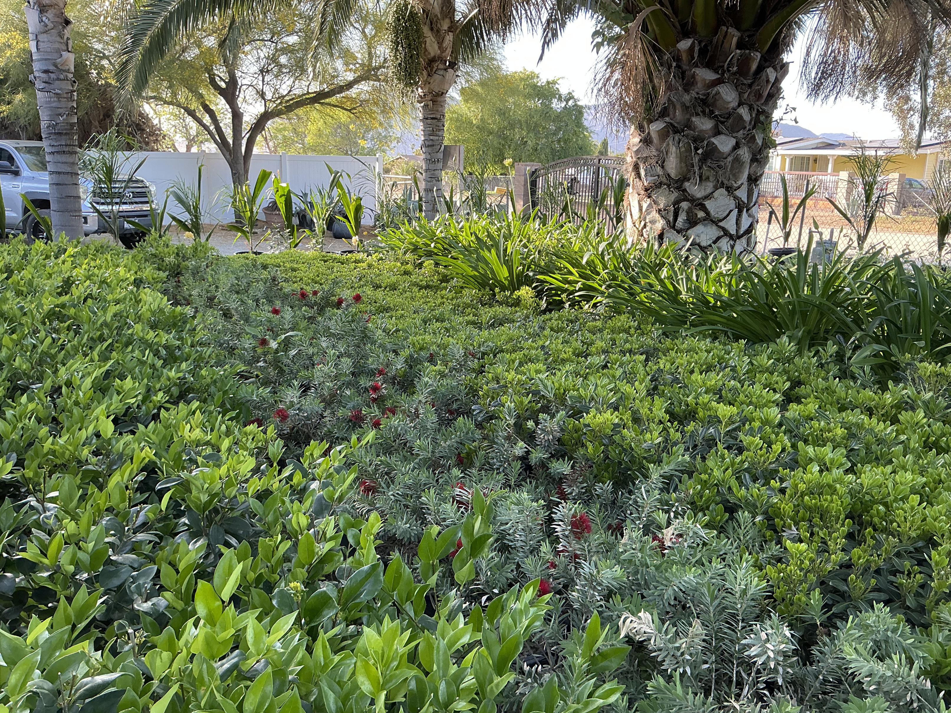 Hand-selected premium plants at Marathon Nursery