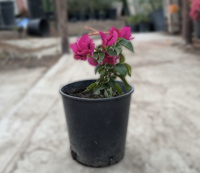 Bougainvillea