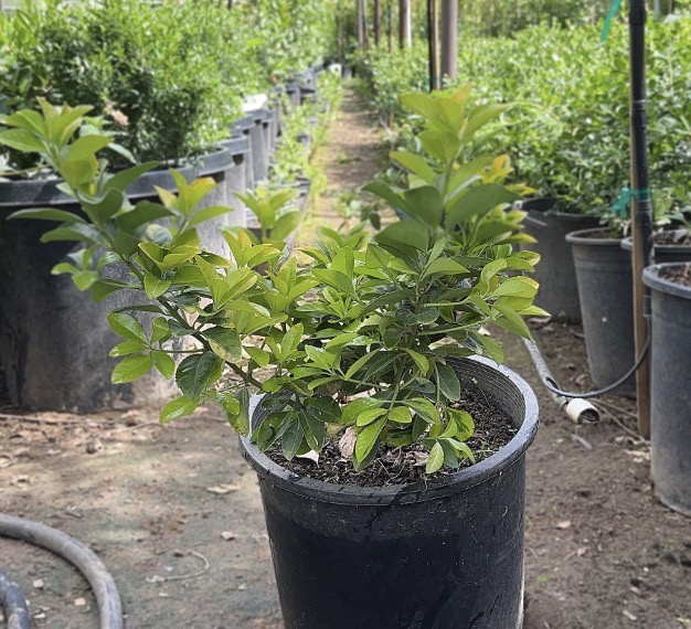 Golden Euonymus