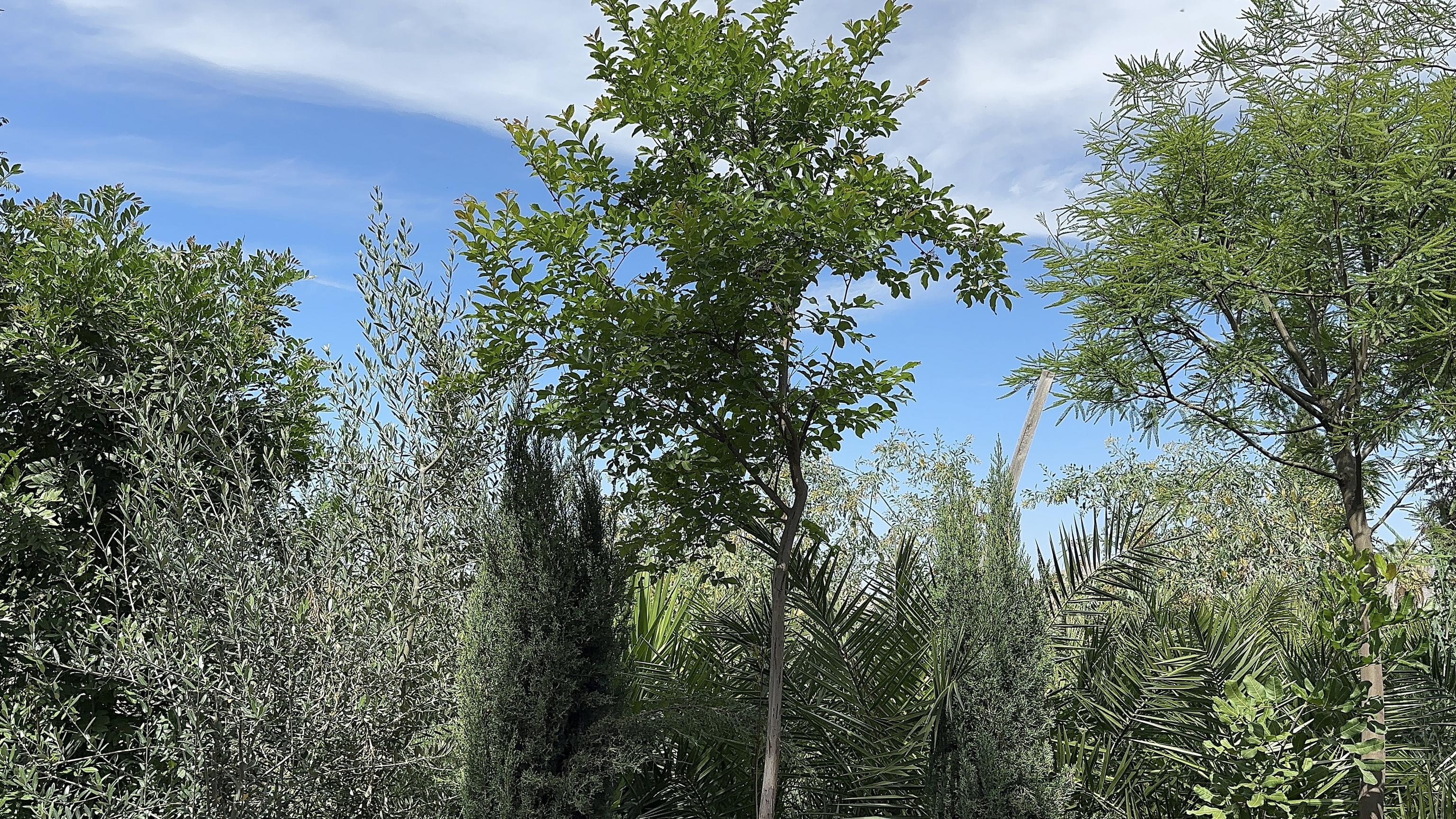 Trees