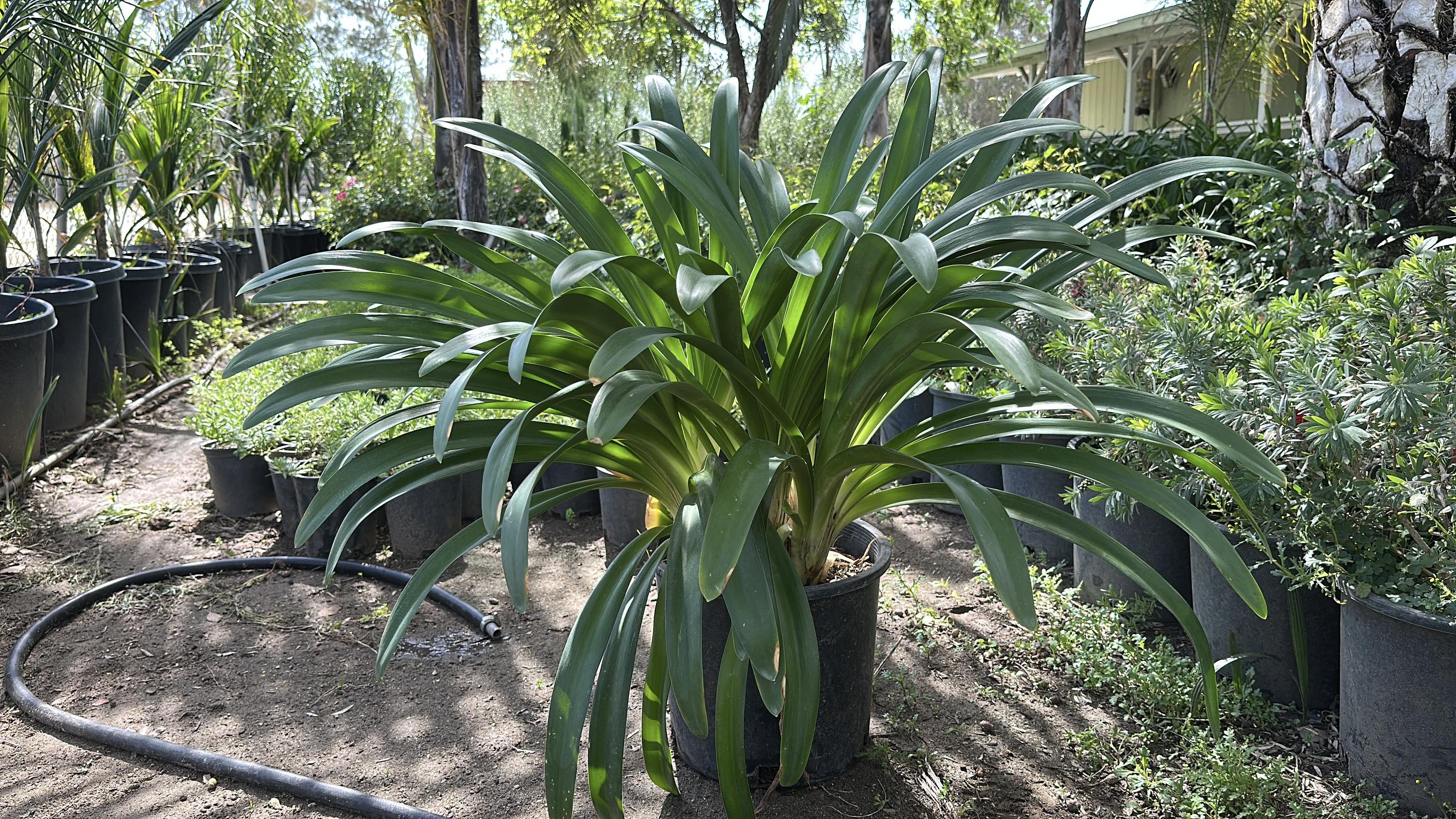 Premium plant selection