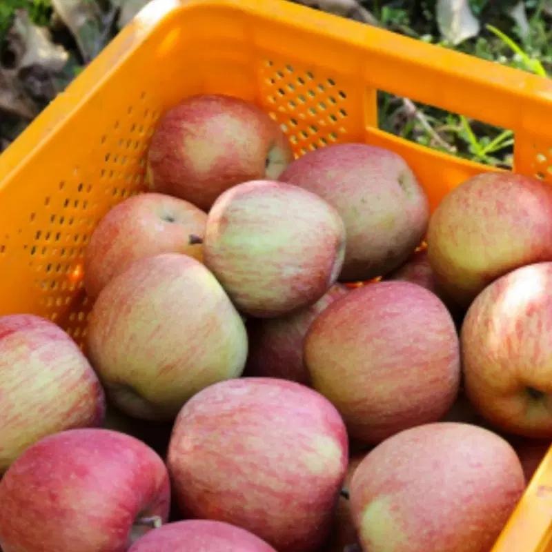 못난이 사과 2kg