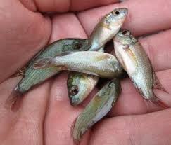 Alevins Tilapia