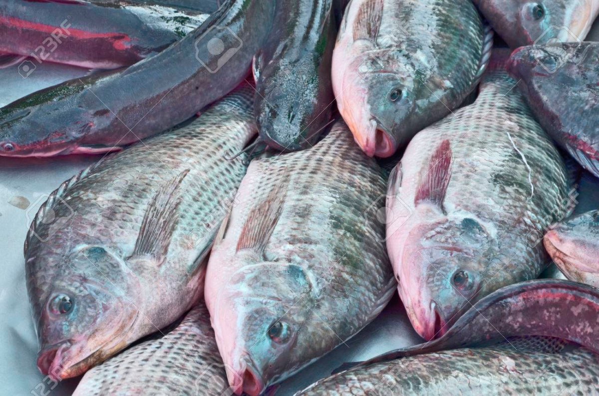 Tilapia Frais