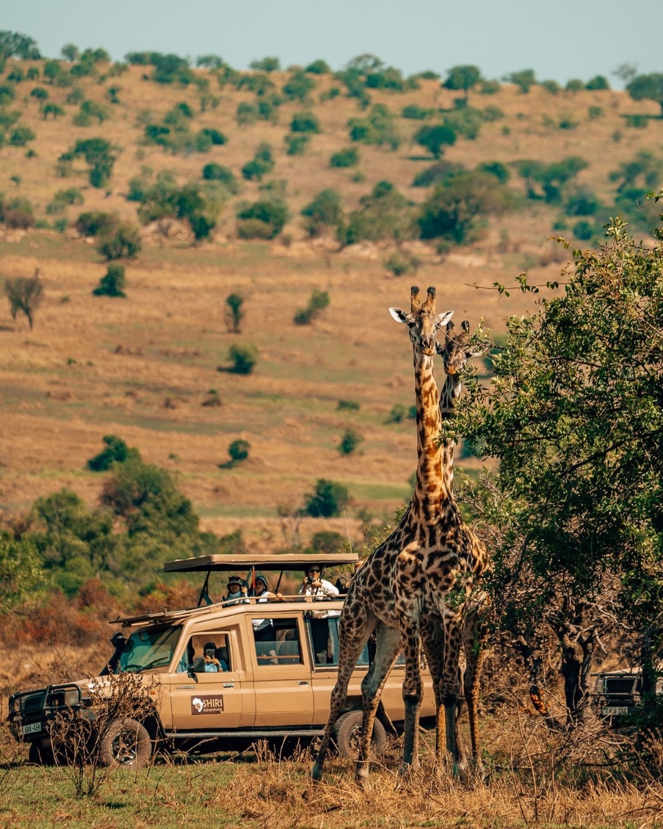 Safari Day Trips