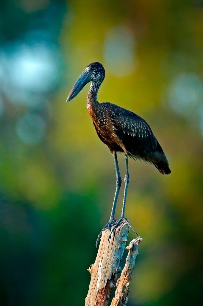 Bird Watching Expeditions