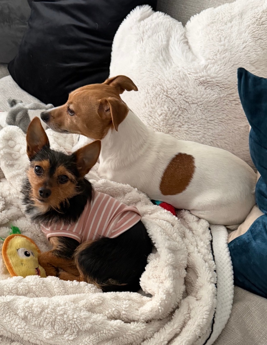 Roxi and Kobi, Ciara's dogs