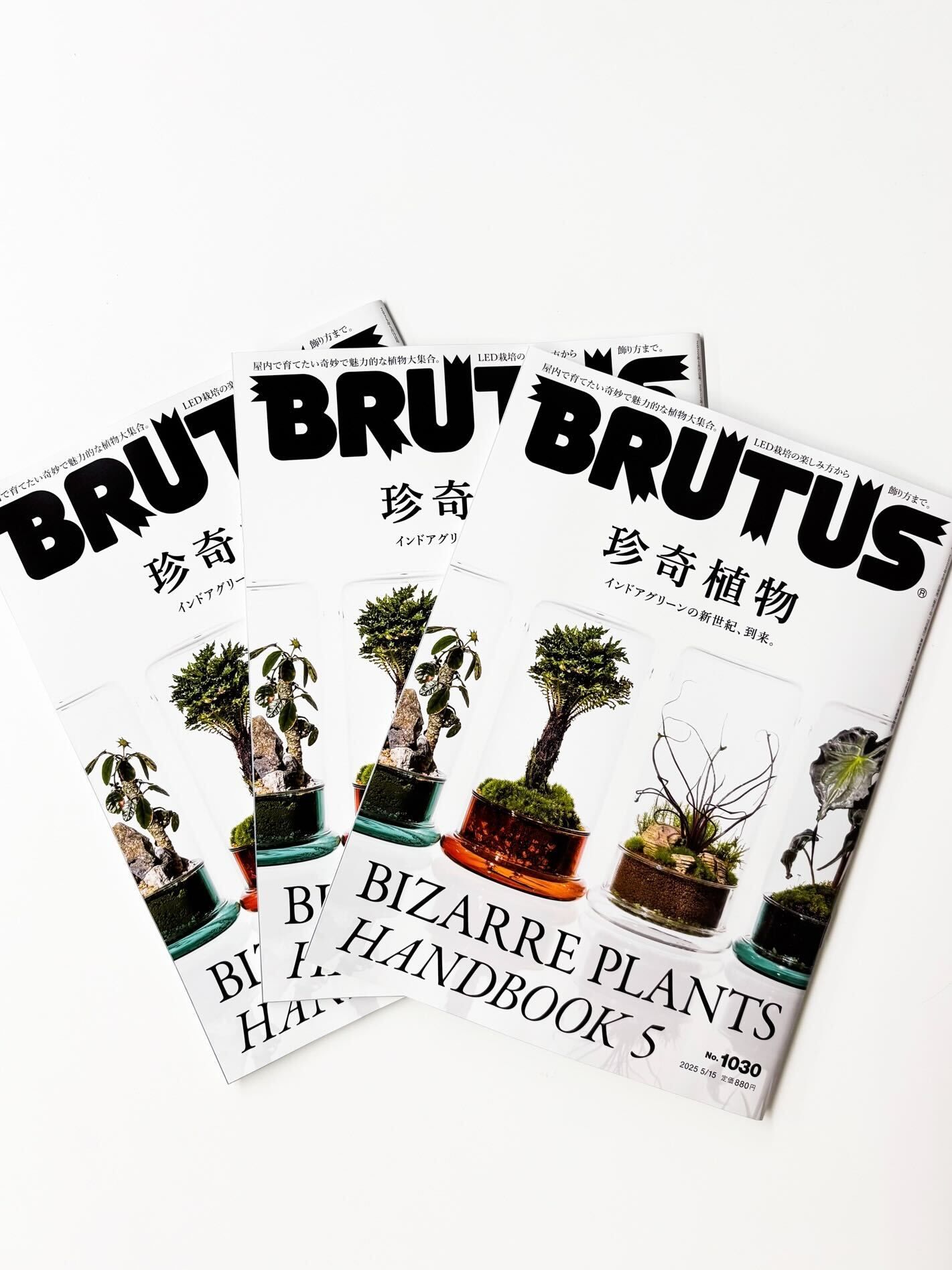 樹祭がブルータスにて特集されました!