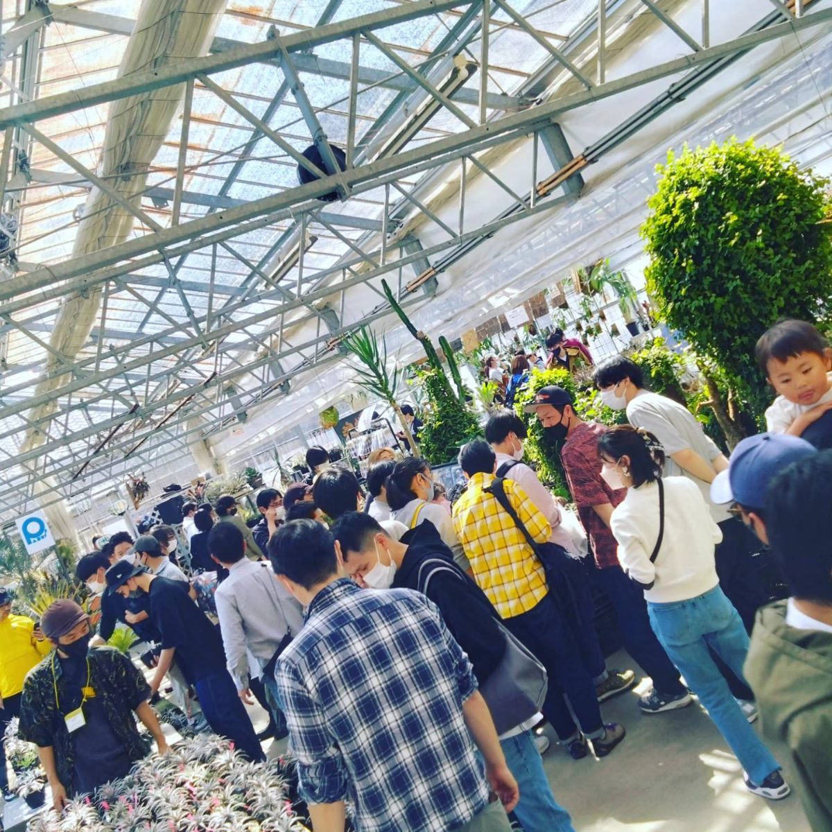 植物専門家による展示の様子