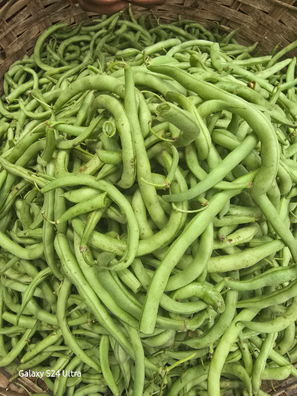 Haricots verts
