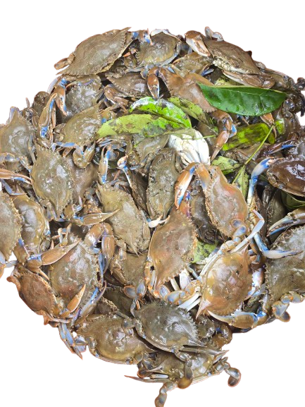 Crabe frais