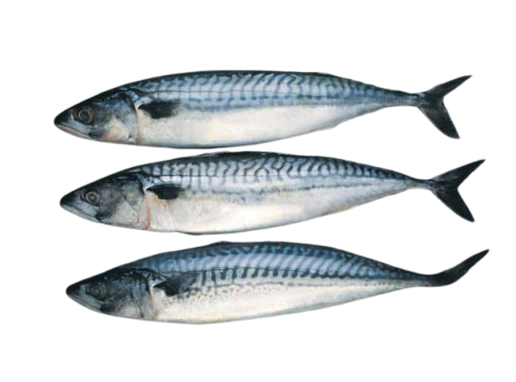 Maquereau Frais