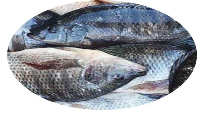 Autres Formes de Capitaine